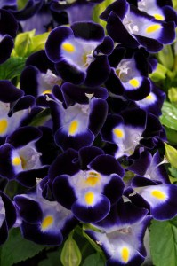 torenia_kauai_deep_blue