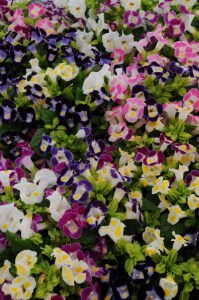 torenia_kauai_mix