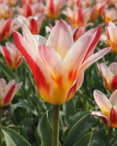 Tulipán Floresta
