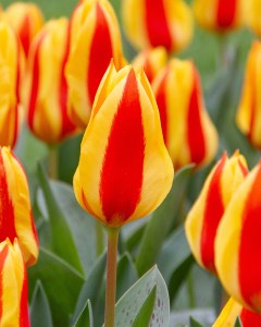 Tulipán Goudstuk