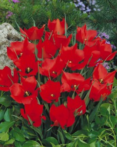 tulipan-Red-Hunter