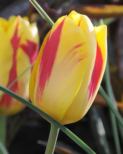 cibuľky tulipánov Washington