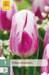 cibuľky tulipánov Bojangles