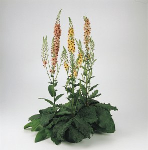 verbascum_southerncharm2