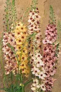 verbascum_southerncharm