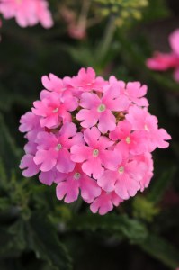 verbena_quartz_xp_pink