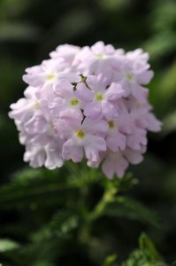 verbena_quartz_xp_silver
