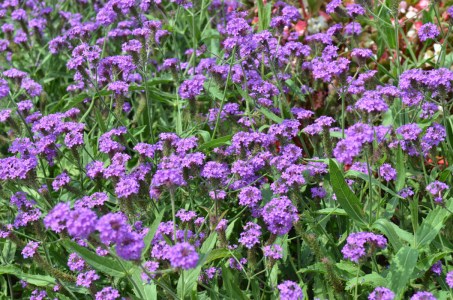 verbena_santos_purple2