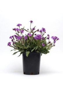 verbena_santos_purple4