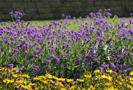 verbena_santos_purple