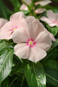vinca_mediterranean_xp_peach