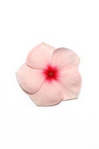 vinca_pacifica_xp_apricot