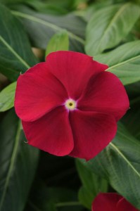 vinca_pacifica_xp_cranberry
