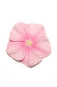 vinca_pacifica_xp_icy_pink