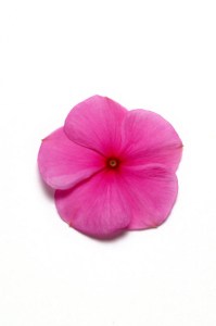 vinca_pacifica_xp_lilac