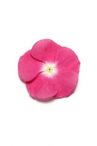 vinca_pacifica_xp_magenta_halo