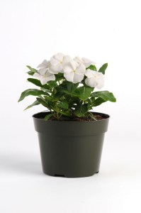 vinca_pacifica_xp_white2