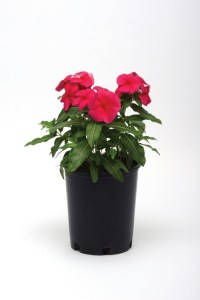 vinca_valiant_punch2