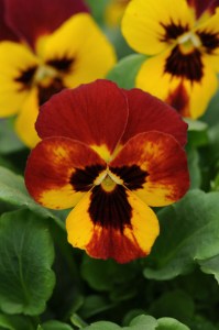 viola_sorbet_fire