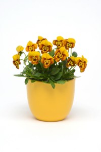 viola_sorbet_honeybee2