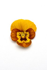 viola_sorbet_honeybee3