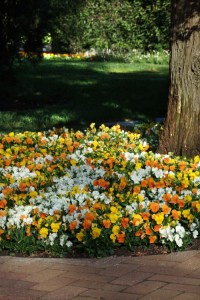 viola_sorbet_xp_citrus_mix2