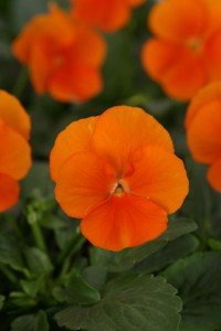 viola_sorbet_xp_deep_orange