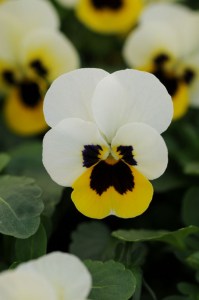 viola_sorbet_xp_lemon_ice_blotch