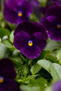 viola_sorbet_xp_purple9
