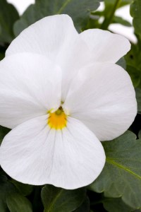 viola_sorbet_xp_white
