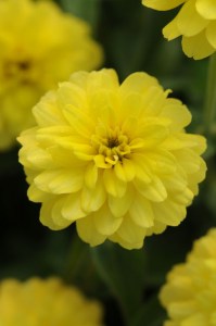 zinnia_zahara_double_yellow