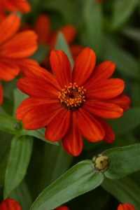 zinnia_zahara_red