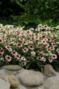 zinnia_zahara_starlight_rose2