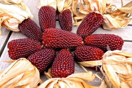 zm071_erdbeermais_web_600