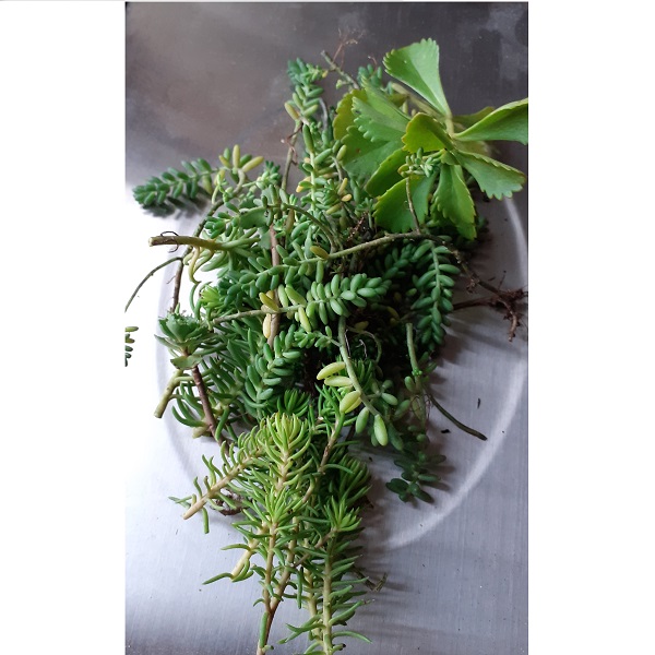 Rezky sedum, rozchodníky 1 kg