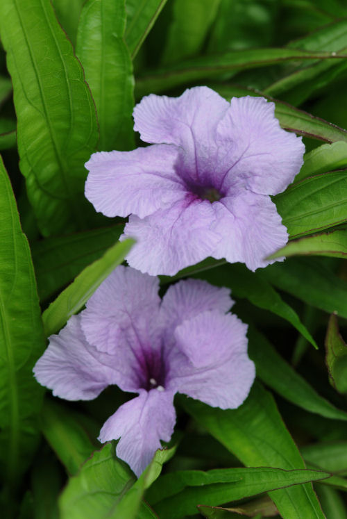 Ruellia Brittoniana Southern Star Series Blue 1000 semien