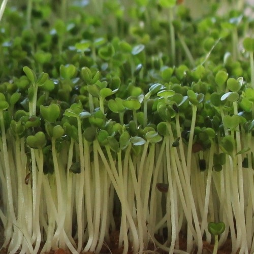 Rukola semená na klíčenie  a microgreens 5 kg