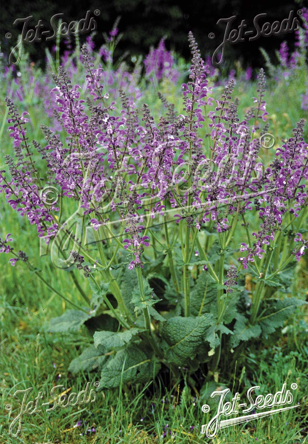 SALVIA pratensis, Šalvia lúčna cca 20 semien