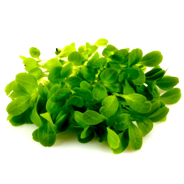 Šalát semená na mikrozeleninu Red Bowl 100g