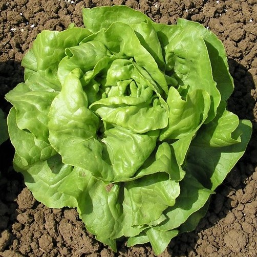 Šalát hlávkový, Cosima, 10 g