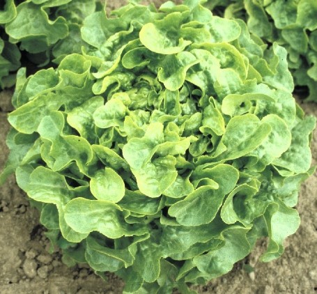 Šalát Oak leave, Oaker, 10 g