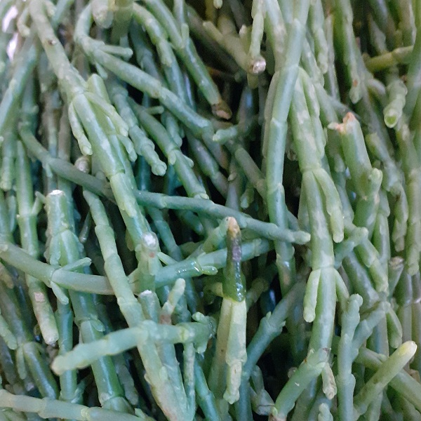 Slanobyľ, Salsola sp. komarovii  2 g