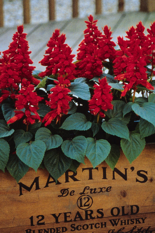 Salvia splendens Vista Series Red (okrasná šalvia, šalvia žiarivá) 1000 semien