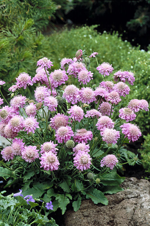 Scabiosa japonica var. alpina Pink Diamonds 10 semien