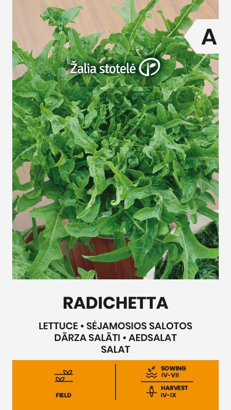 Balenie semien listového šalátu Radichetta (Lactuca sativa) s hlboko vykrajovanými lístkami