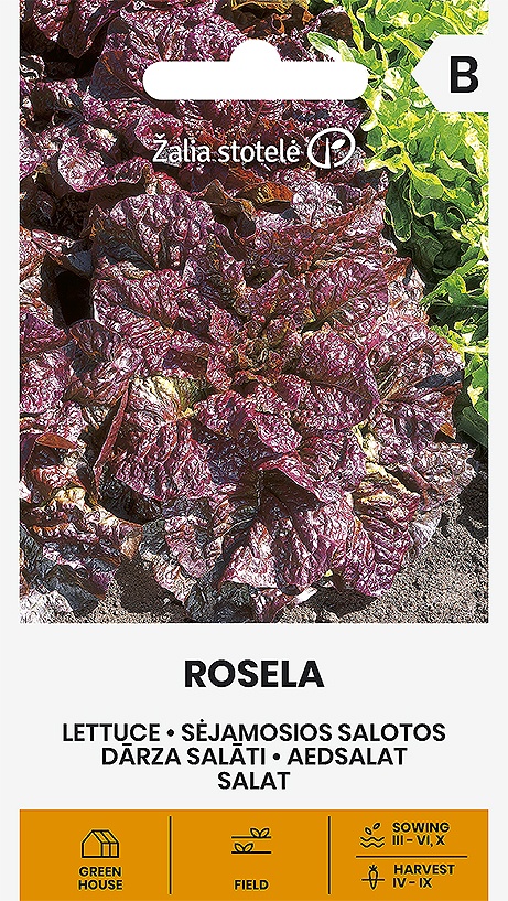 Balenie semien tmavočerveného kučeravého listového šalátu odrody Rosela (Lactuca sativa) na výsev