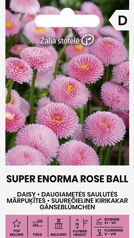Balenie semien nízkej kompaktnej trvalky sedmokrásky odrody Super Enorma Rose Ball s plnými ružovými kvetmi pre záhony a balkóny