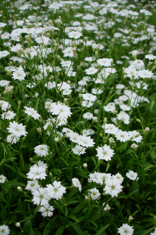 Silene alpestris Starry Dreams 10 semien