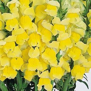 snapdragon_cool_yellow.jpg