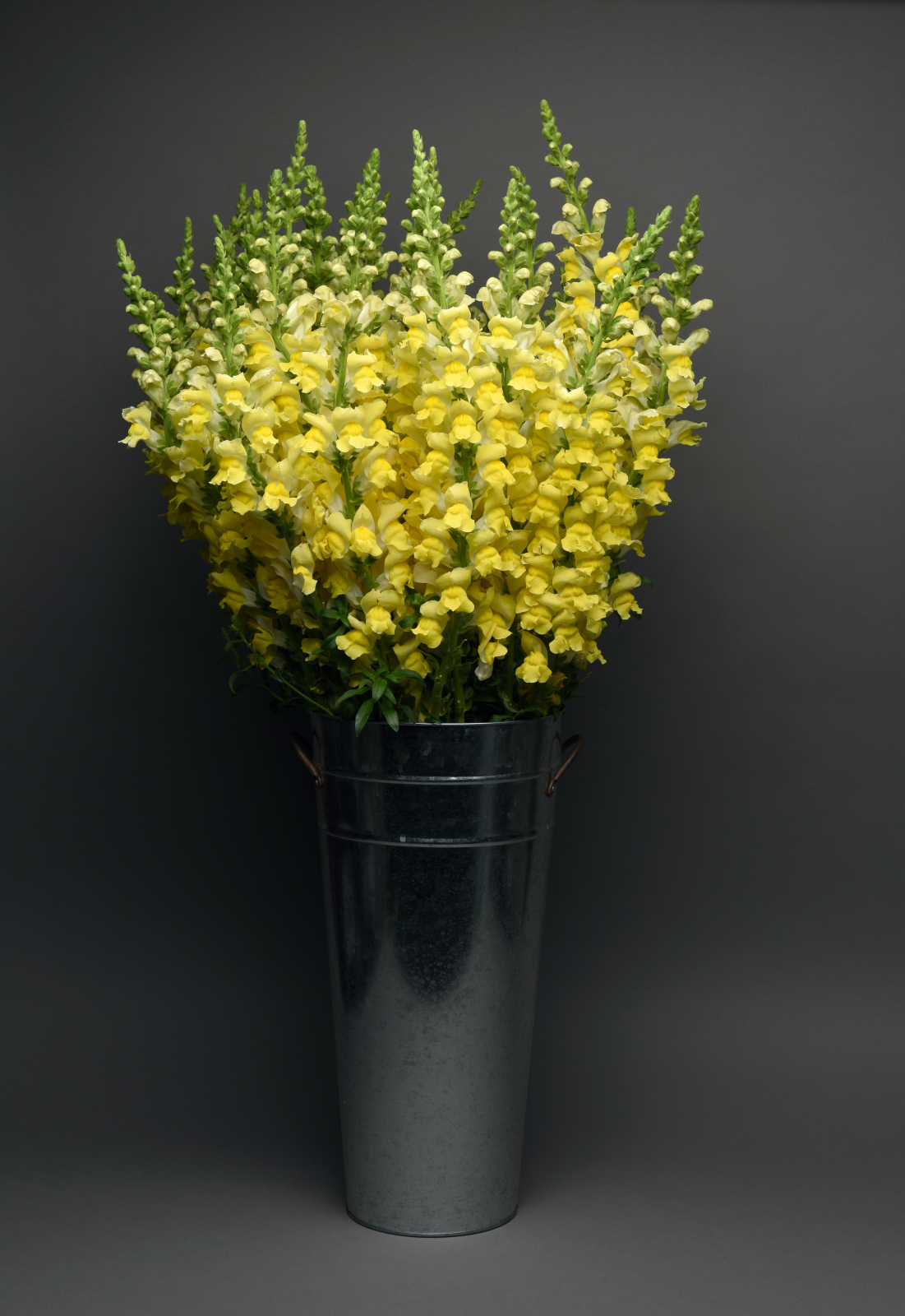 snapdragon_maryland_bright_yellow.jpg